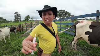 SI TU MANEJO GANADERO ES VACA LECHERA MIRA ESTE VIDEO APLIACACION DE SECANTE EN VACA LECHERAS [upl. by Schick]