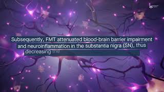 Fecal microbiota transplantation protects against induced Parkinsons Disease in mice [upl. by Arekahs]