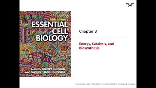 Energy Catalysis amp Biosynthesis [upl. by Tteraj]