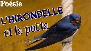 Poésie 🐦 Lhirondelle et le poète de Michel Beau 🐦 [upl. by Iris]