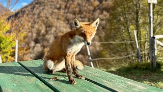 🦊Incontro ravvicinato con un gruppo di volpi durante un giro in moto a Forca d’acero Opi🦊 [upl. by Auria328]