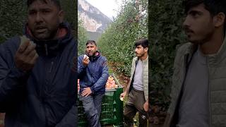 ইতালিতে আপেলের বাগানে কাজ করে দুই বাংলা ভাই। 🍏🍎🇮🇹🇮🇹italy rome news [upl. by Nessie720]