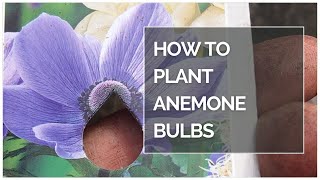 HOW TO PLANT ANEMONE BULBS shorts [upl. by Einahc746]