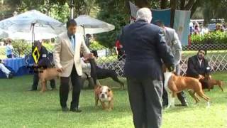 quotPerros en acciónquot Kennel Club de Chile [upl. by Clemmie]