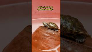 How to Keep a Baby Turtle 🐢😍shorts fishtankbreedingredearedslider guppyfishfishtankturtle [upl. by Annoyik]