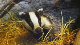 The Wildlife Garden Project  How to help badgers in your garden [upl. by Monjan]