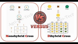 Difference Between Monohybrid Cross and Dihybrid Cross  Monohybrid vs Dihybrid Cross [upl. by Onaicul]