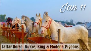 Muktsar Horse Fair 2022  Jan 11 Maghi Mela Ghoda Mandi  Horses amp Fancy Pigeons [upl. by Nadaha]