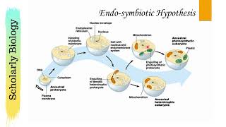 Endosymbiotic Hypothesis  Biology Class 11NEET [upl. by Terrance]