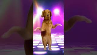 dog ka dance Jogi ji Dheere Dheere [upl. by Harold677]