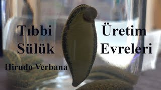 Tıbbi Sülük Üretim Evreleri  Hirudo Verbana [upl. by Chilt]