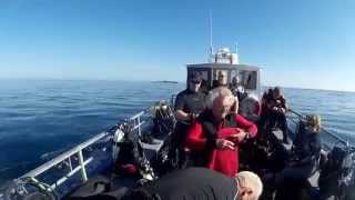 Farnes Seal Diving Filey Brigg Dive Club 2015 [upl. by Anir]