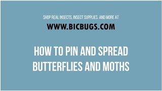 How to Mount Butterflies and Moths  BicBugs [upl. by Zahavi]