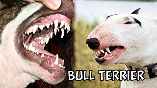 Bull Terriers 7 Things You Need to Know Before Getting One [upl. by Engenia]