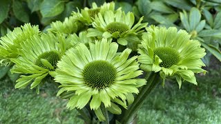 Echinacea Green Jewel green coneflower  FarmerGracycouk [upl. by Bourque]