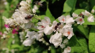 How the bees pollinates the flowers  ollenwhite [upl. by Maxma390]