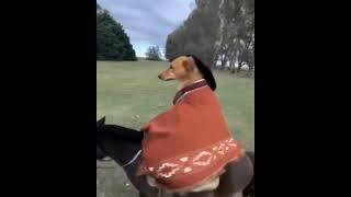 Dog riding on Donkey Meme Template  Dog horse riding Meme Template  10xgamerz meme dogmemes [upl. by Fadil795]