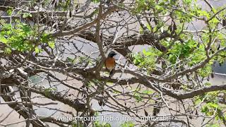 Some birds from Uzbekistan 52023 [upl. by Raffaj]