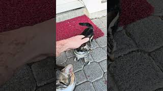 Bodega mama cat and her kittens wanted some love [upl. by Anniala378]