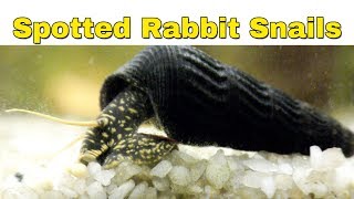 Spotted Rabbit Snails Unboxing and close ups [upl. by Irtimid]