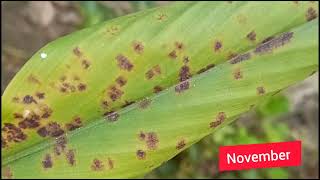 Leaf blotch disease of turmeric [upl. by Tiffanle]