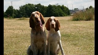 Bracco Italiano  Olasz vizsla [upl. by Nednal]