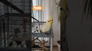 PIOLIN🧡💛 birds ninfa ninfas aves nymph birds calopsita shorts short shortvideo piolin [upl. by Mani]