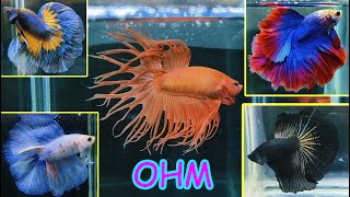 THAILAND IMPORTED PREMIUM BETTA FISH CATALOGUE [upl. by Landry]