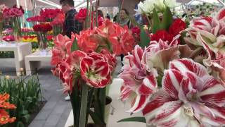 Keukenhof 2017  Amaryllis Parade II [upl. by Stefanac897]