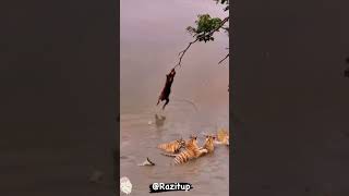 Monkey jumps to the water between the tigers wow… [upl. by Notla]