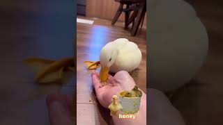 This Parrot’s Moves Will Make You LOL 🤣🦜 funny pets birds parrot [upl. by Yran]