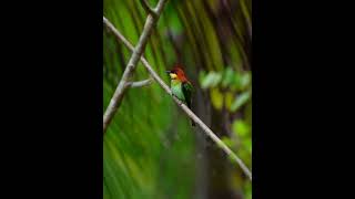 Chestnutheaded Beeeater birdslover nature birdsofparadise [upl. by Anaiv812]