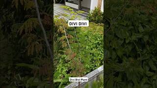 Divi Divi Plant shorts [upl. by Domph]