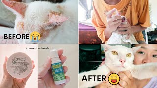 Mange on our newly neutered cat 😭 vet day  home treatment Tagalog NotoedresCati [upl. by Sida]