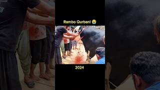 RAMBO Qurbani 😢  Eid 2024 [upl. by Nimesh]