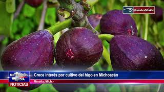 Crece interés por cultivo del higo en Michoacán httpowlyP3A230lPmnr [upl. by Katina]