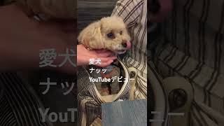 愛犬ナッツYouTubeデビュー ＃愛犬 ＃ナッツ ＃トイプードル ＃プードル shorts [upl. by Reich]