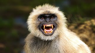 Angry Langur Sound To Scare Monkeys Away [upl. by Rausch646]