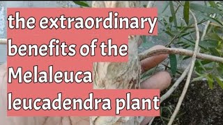 Melaleuca leucadendra oil benefits  benefits of cajeput oil Melaleucaleucadendra [upl. by Sidoon304]