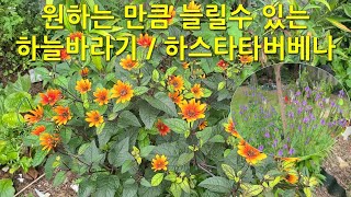 원하는 만큼 늘릴 수 있는 하늘바라기 하스타타버베나 [upl. by Urania]