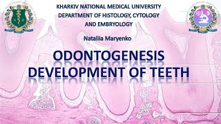 Odontogenesis development of teeth [upl. by Corney311]