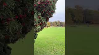 Viral  England  Tree  Berries  Berry  Raspberry  Cranberry  Farming  Garden  View  Shoot [upl. by Nueormahc]