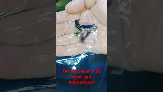 Female betta fish breeding size for sale femalebettaforsale femalebetta [upl. by Nilla364]