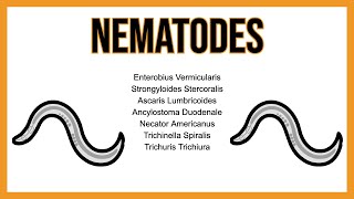 Nematodes INTESTINAL parasites [upl. by Galanti]