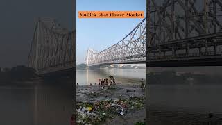 Morning Vibes from Mullick Ghat Flower Market Kolkatashorts flowers flowermarket kolkata [upl. by Ankeny]