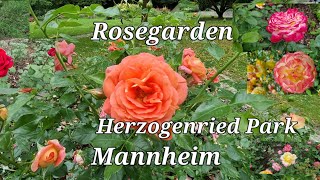 Rosegarden Herzogenried Park Mannheim Summer 2022 [upl. by Sacul]