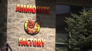 Ammonite Factory  Canmore Alberta  CANADA  Ammolite History Mining Miner Producer  RARE GEM [upl. by Bivins]