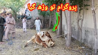 Khushi Khushi Allah Ky Raasty Mein Qurban Ho gya  Decent Animal  Bilal Mustafa Vlogs [upl. by Arriec]