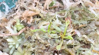 Making sundew drosera capensis clones from leaf cuttings in a test tube [upl. by Esilana834]