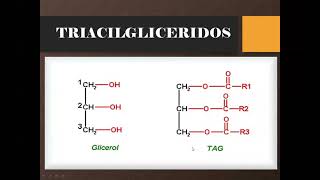 Morfofisiología I  Metabolismo de Lípidos 26 [upl. by Nide]